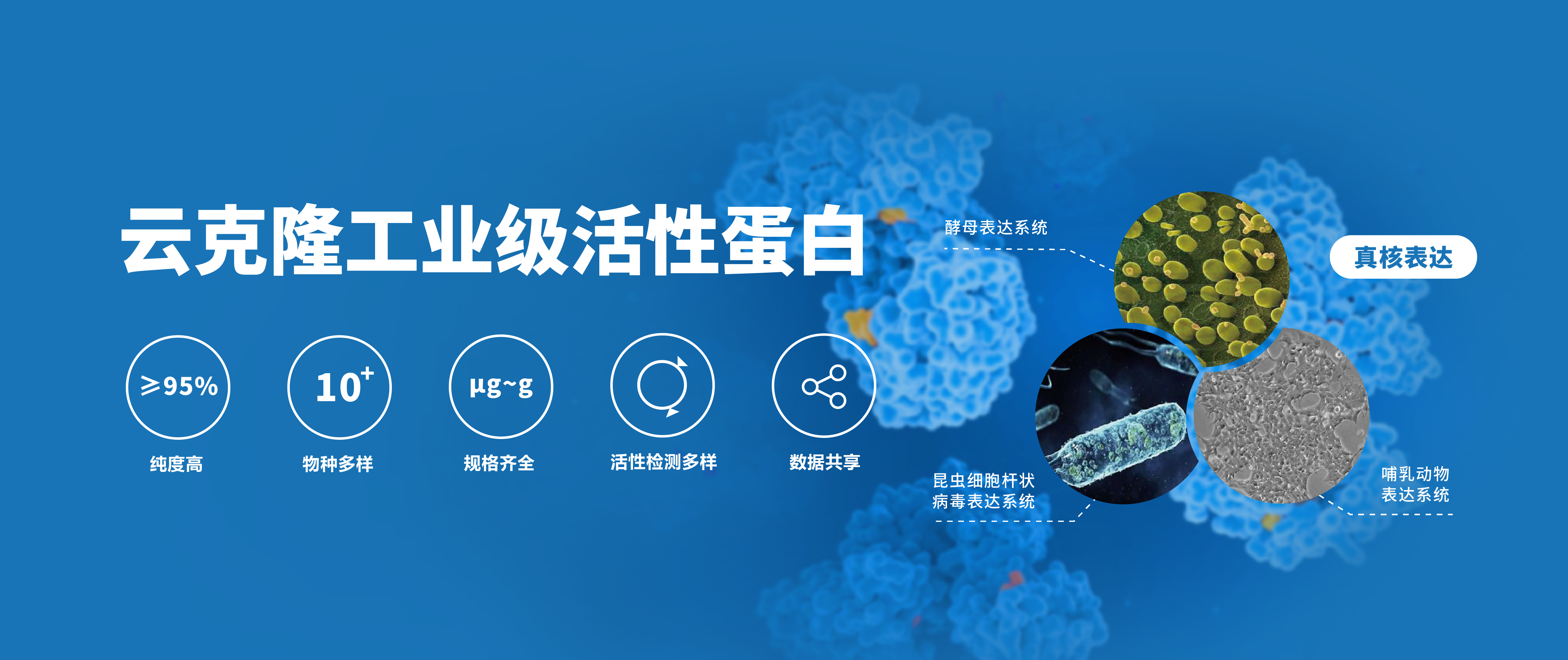 云克隆工業(yè)級(jí)活性蛋白